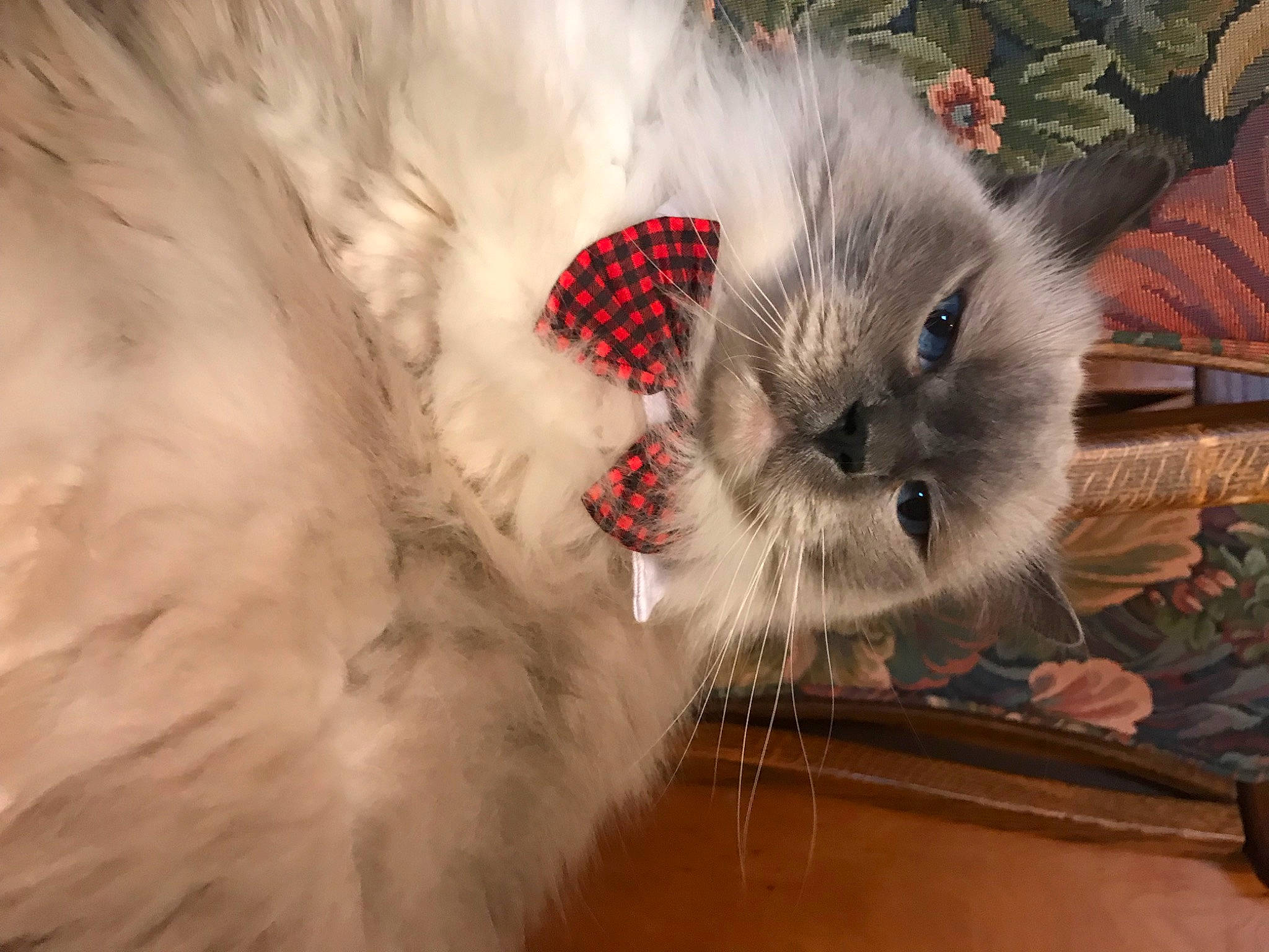 Preston is registered to the contest to win money with this photo: british_longhair, canidae, carnivore, cat, claw, domestic_short_haired_cat, fawn, felidae, fur, paw, photo_caption, plant, small_to_medium_sized_cats, snout, tail, terrestrial_animal, whiskers