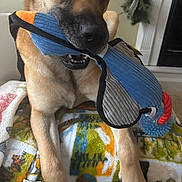 Scout joined the competition — help win amazing prizes! animal, blanket, brown_dog, carpet, chewing, cute, dog, ears, face, fur, holiday_decor, indoor, paw, pet, playful, plush_toy, resting, snout, toy, wreath