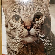 Chellik Tayoute a rejoint le concours — aidez-le/la à gagner de superbes lots ! cat, tabby, close_up, whiskers, ears, face, fur, animal, pet, portrait, indoor, eyes, nose, muzzle, feline, striped, domestic_cat, looking, soft_light, reflection