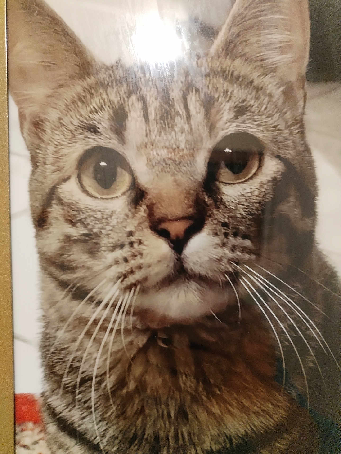 Chellik Tayoute a rejoint le concours — aidez-le/la à gagner de superbes lots ! cat, tabby, close_up, whiskers, ears, face, fur, animal, pet, portrait, indoor, eyes, nose, muzzle, feline, striped, domestic_cat, looking, soft_light, reflection