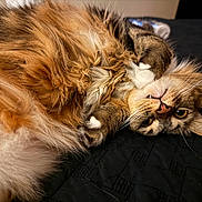 Remi joined the competition — help win amazing prizes! cat, fluffy, fur, pet, animal, cute, lying_down, paw, face, whiskers, bed, black_background, relaxed, domestic_cat, tabby, orange_fur, white_paws, close_up, indoor, resting