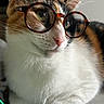 animal, calico, cat, close_up, curious, cute, ears, eyewear, face, feline, fluffy, glasses, indoor, nose, pet, portrait, relaxed, soft_light, whiskers, white_fur
