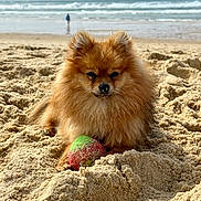 Vixie a rejoint le concours — aidez-le/la à gagner de superbes lots ! dog, pomeranian, beach, sand, ball, sea, ocean, waves, sunlight, outdoor, pet, animal, fluffy, portrait, playful, summer, water, coast, relaxing, nature