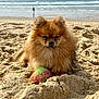 dog, pomeranian, beach, sand, ball, sea, ocean, waves, sunlight, outdoor, pet, animal, fluffy, portrait, playful, summer, water, coast, relaxing, nature