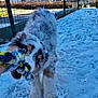 puppy, dog, playful, blue_eyes, rope_toy, snow, outdoor, fence, grass, winter, fur, pet, young_dog, bite, chewing, backyard, house, daylight, animal, canine