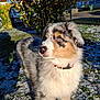 Aïko a rejoint le concours — aidez-le/la à gagner de superbes lots ! dog, puppy, australian_shepherd, blue_eyes, fur, outdoor, snow, grass, sunlight, collar, pet, animal, cute, nature, winter, nose, portrait, young, fluffy, looking_away