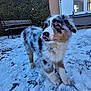 Aïko a rejoint le concours — aidez-le/la à gagner de superbes lots ! puppy, dog, snow, outdoor, blue_eyes, fluffy, bench, hedge, window, house, tongue_out, winter, yard, fur, pet, animal, cute, playful, young, nature
