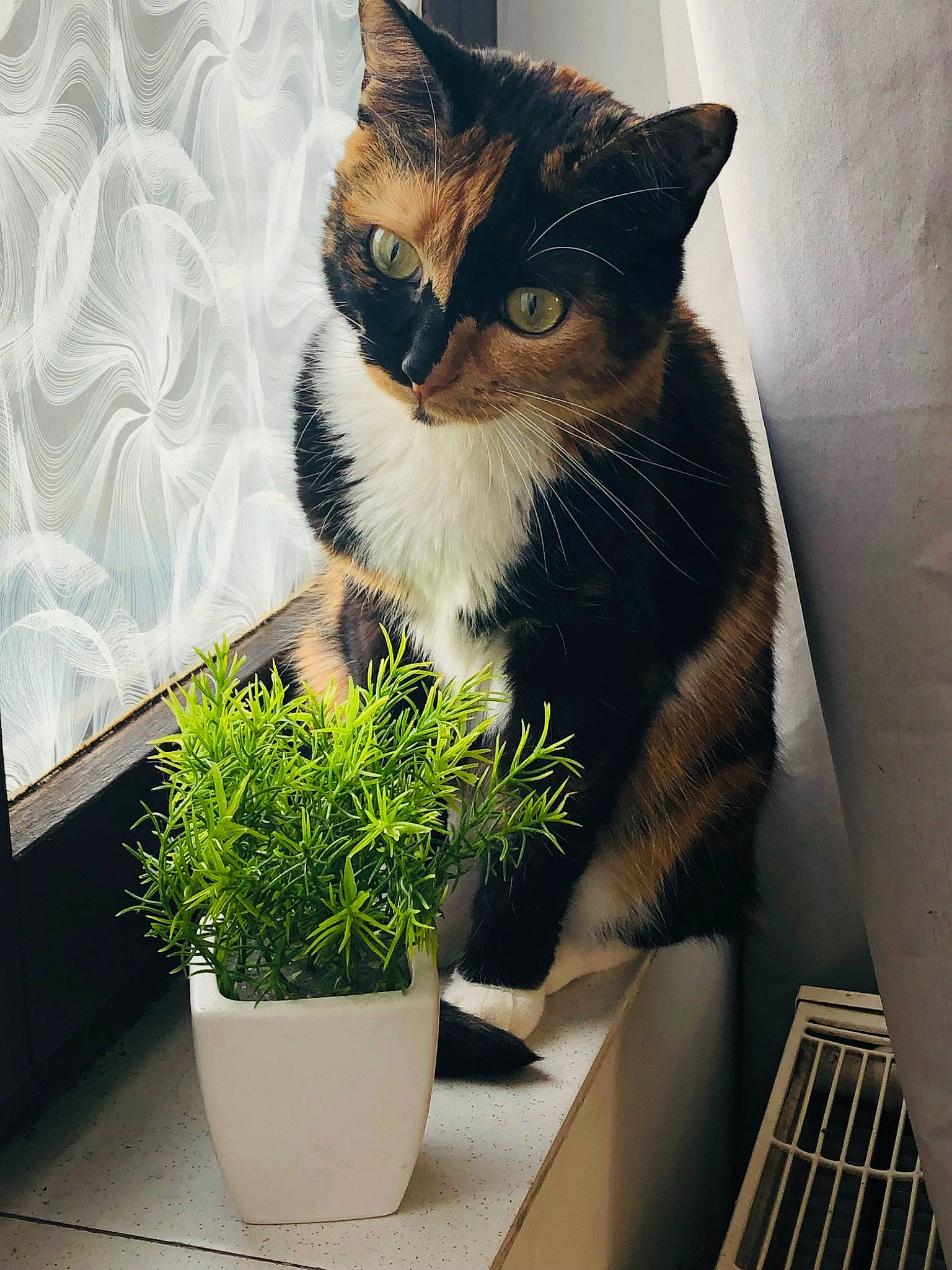 Kira participe au concours pour gagner de l'argent avec cette photo : carnivore, cat, domestic_short_haired_cat, door, felidae, flowerpot, fur, grass, houseplant, plant, porch, sitting, small_to_medium_sized_cats, snout, stairs, table, tail, tree, whiskers, window