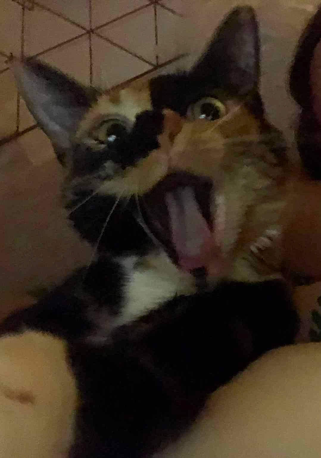 Kira a rejoint le concours — aidez-le/la à gagner de superbes lots ! carnivore, cat, dog_breed, domestic_short_haired_cat, ear, eye, fang, fawn, felidae, fur, hair, head, jaw, moustache, paw, small_to_medium_sized_cats, snout, tail, whiskers, yawn