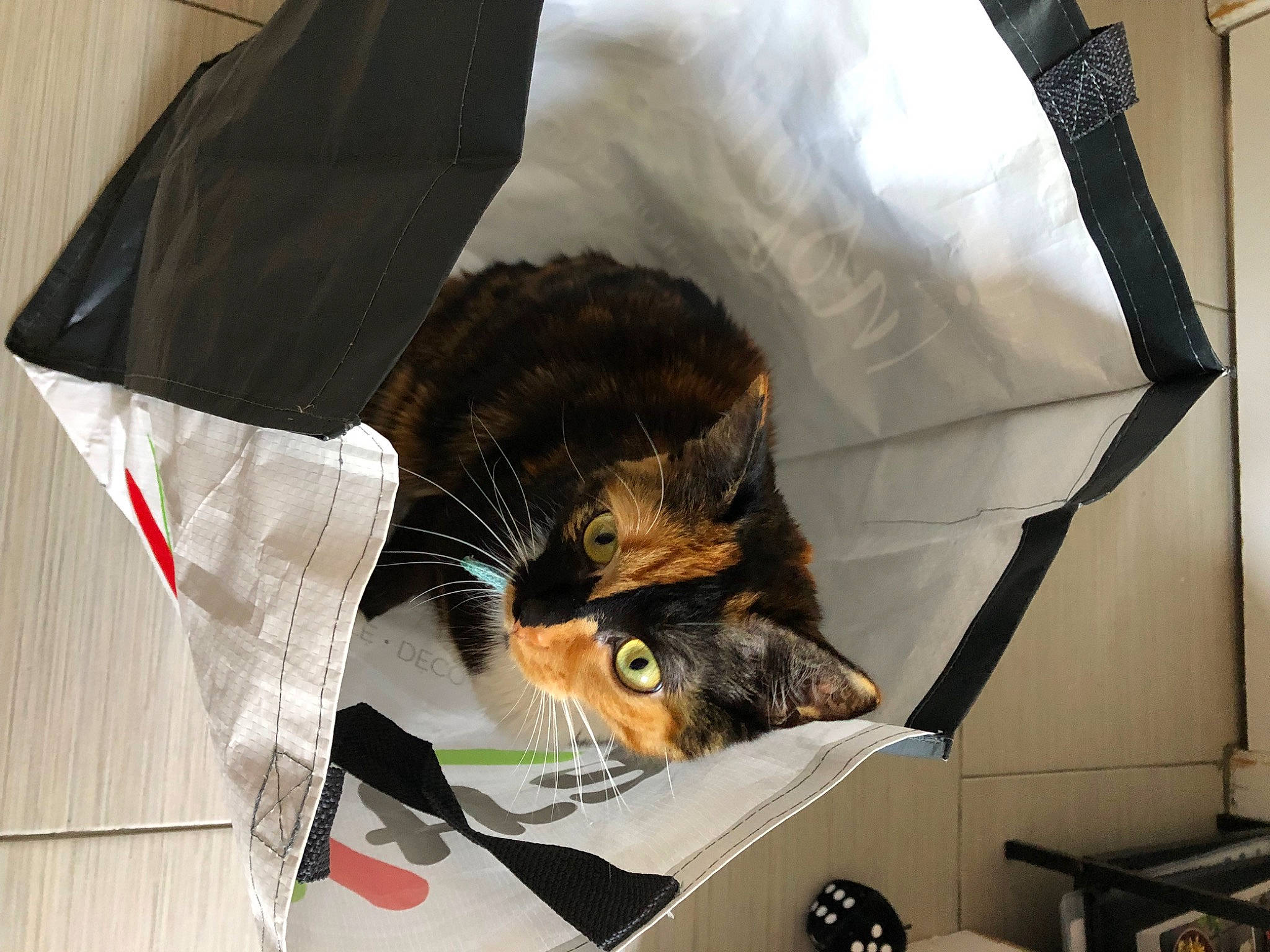 Kira a rejoint le concours — aidez-le/la à gagner de superbes lots ! bag, brown, carnivore, cat, comfort, domestic_short_haired_cat, fashion_accessory, felidae, fur, linens, luggage_and_bags, nap, room, small_to_medium_sized_cats, tail, textile, umbrella, whiskers