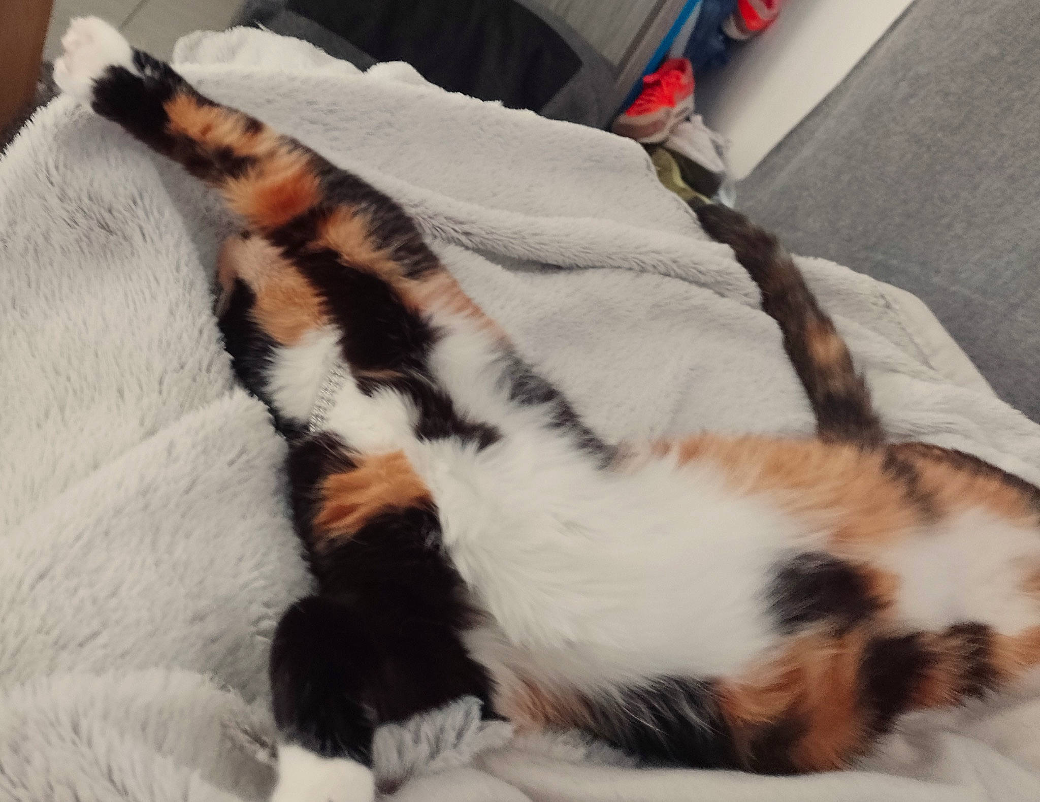 Kira participe au concours pour gagner de l'argent avec cette photo : canidae, carnivore, cat, claw, comfort, domestic_short_haired_cat, felidae, foot, fur, hat, human_leg, linens, nap, paw, sleep, small_to_medium_sized_cats, snout, tail, terrestrial_animal, whiskers