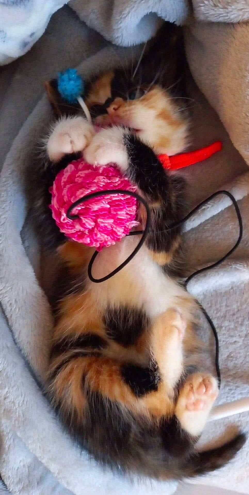 Kira participe au concours pour gagner de l'argent avec cette photo : carnivore, cat, claw, comfort, domestic_short_haired_cat, fawn, felidae, foot, fur, human_leg, leg, nail, paw, plant, small_to_medium_sized_cats, snout, tail, textile, toy, whiskers