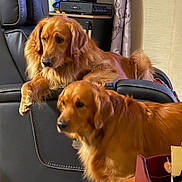 Harley And Enzo is registered to the contest to win money with this photo: animal, canine, chair, companion, curtain, cute, dog, domestic, friendly, fur, furniture, golden_retriever, household, indoor, leather, living_room, mammal, pet, relaxing, two_dogs