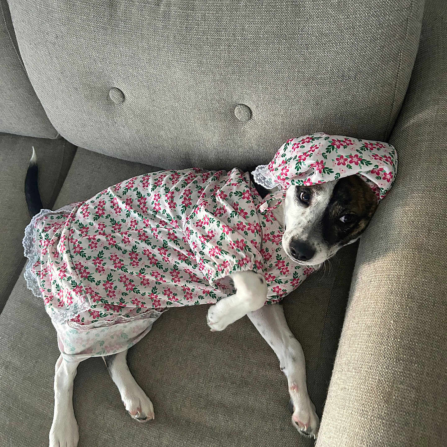 Tokyo joined the competition — help win amazing prizes! bonnet, brindle_markings, button_detail, costume, couch, dog, fabric_pattern, face, floral_dress, funny, indoors, living_room, paw, pet, portrait, relaxed, seat_cushion, tail, upholstery, white_paws