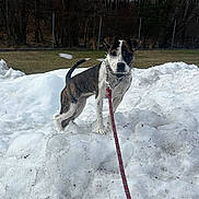 Tokyo joined the competition — help win amazing prizes! dog, canine, brindle, snow, leash, collar, chain_collar, mound, winter, outdoors, trees, fence, grass, portrait, pet, alert, paws, snout, ears, attentive