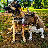 Kiara Et Sky a rejoint le concours — aidez-le/la à gagner de superbes lots ! dogs, canines, pets, park, outdoors, grass, trees, sunlight, two_animals, sitting, standing, panting, tongue, collar, leash, brown_dog, black_dog, white markings, urban park, animal portrait