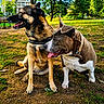 dogs, canines, pets, park, outdoors, grass, trees, sunlight, two_animals, sitting, standing, panting, tongue, collar, leash, brown_dog, black_dog, white markings, urban park, animal portrait