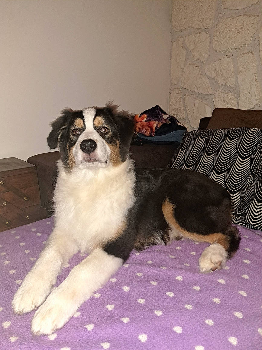 Vicky a rejoint le concours — aidez-le/la à gagner de superbes lots ! canidae, carnivore, comfort, companion_dog, couch, dog, dog_breed, dog_supply, flooring, fur, pattern, paw, puppy, pyrenean_mastiff, snout, sporting_group, terrestrial_animal, toy_dog, working_animal, working_dog