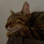 Topette participe au concours pour gagner de l'argent avec cette photo : animal, calm, cat, closed_eyes, closeup, cozy, domestic_cat, ears, face, fur, indoor, nose, pet, quiet, relaxation, resting, sleeping, soft_surface, tabby, whiskers