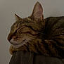 animal, calm, cat, closed_eyes, closeup, cozy, domestic_cat, ears, face, fur, indoor, nose, pet, quiet, relaxation, resting, sleeping, soft_surface, tabby, whiskers