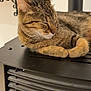 Topette participe au concours pour gagner de l'argent avec cette photo : animal, cat, closeup, comfortable, domestic, ears, feline, fur, heater, household, indoor, pet, quiet, relaxed, resting, side_view, sleeping, tabby, warm, whiskers