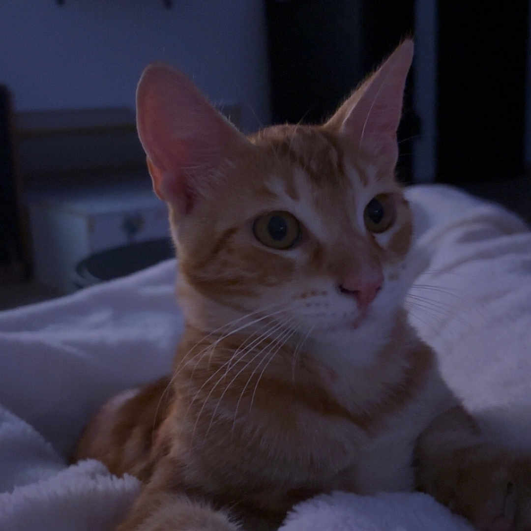 Topetto participe au concours pour gagner de l'argent avec cette photo : animal, blanket, cat, cozy, cute, domestic, feline, fur, home, indoor, mammal, orange_tabby, paw, pet, portrait, relaxed, resting, sleepy, soft, whiskers