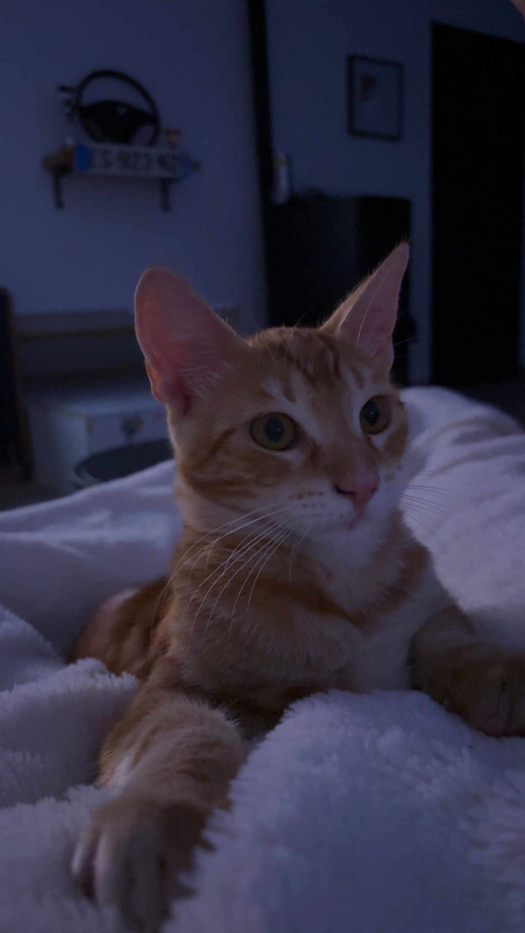 Topetto participe au concours pour gagner de l'argent avec cette photo : cat, orange_tabby, feline, pet, whiskers, paw, blanket, indoor, cozy, fur, animal, relaxed, home, soft, sleepy, cute, portrait, mammal, domestic, resting