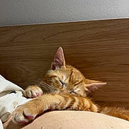 Topetto participe au concours pour gagner de l'argent avec cette photo : cat, kitten, sleeping, orange_tabby, paw, cushion, bedroom, feline, cozy, nap, fur, whiskers, indoor, wooden_headboard, closeup, relaxation, pet, animal, cute, resting