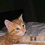 Topetto participe au concours pour gagner de l'argent avec cette photo : kitten, cat, orange_tabby, blue_eyes, pet, animal, feline, cute, bed, blanket, indoor, resting, whiskers, fur, young, small, domestic, cozy, curious, lying_down