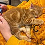 Topetto a rejoint le concours — aidez-le/la à gagner de superbes lots ! kitten, cat, sleeping, orange_tabby, furry, pet, hands, blanket, yellow, cozy, indoor, resting, cute, warm, soft, animal, paw, feline, comfort, relaxation