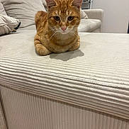 Topetto participe au concours pour gagner de l'argent avec cette photo : animal, cat, couch, cozy, curious, cute, domestic, ears, feline, fur, furniture, home, indoor, living_room, orange_tabby, pet, relaxed, seated, texture, whiskers