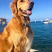 Roxy is registered to the contest to win money with this photo: dog, golden_retriever, waterfront, boats, blue_sky, sunny, outdoor, canine, pet, fur, tongue_out, happy, nature, animal, sea, dock, collar, summer, daytime, coast