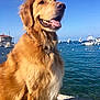 dog, golden_retriever, waterfront, boats, blue_sky, sunny, outdoor, canine, pet, fur, tongue_out, happy, nature, animal, sea, dock, collar, summer, daytime, coast