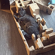 Mochi joined the competition — help win amazing prizes! kitten, cat, sleeping, cardboard, box, floor, gray, pet, animal, cozy, indoors, cute, resting, small, feline, toy, plush, packaging, relaxed, home