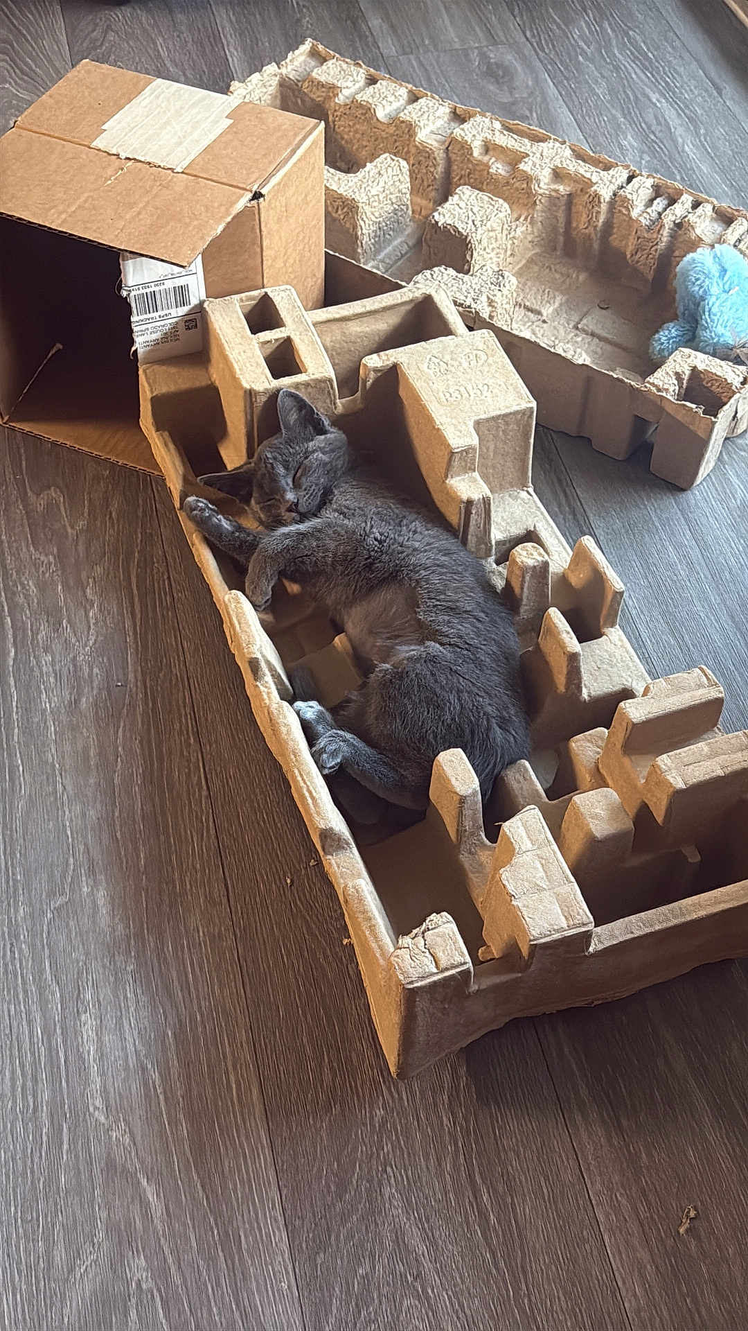 Mochi