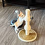 kitten, cat, scratching_post, toy_mouse, floor, wood_floor, shelf, cardboard_box, playful, pet, indoor, orange_cat, white_cat, feline, young_cat, curious, standing, scratching, home, pet_toy