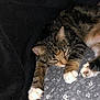 Tyna participe au concours pour gagner de l'argent avec cette photo : cat, tabby, sleeping, paws, fur, blanket, floral_pattern, resting, cozy, indoor, animal, pet, whiskers, ears, closeup, relaxation, cute, feline, soft, peaceful