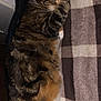 cat, sleeping, paw, blanket, striped, fur, cozy, indoor, resting, tabby, cute, pet, animal, relaxed, soft, warm, feline, comfort, pattern, closeup