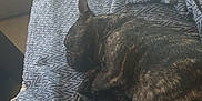 Baloo participe au concours pour gagner de l'argent avec cette photo : dog, brindle, sleeping, blanket, couch, indoor, pet, resting, canine, furniture, cozy, relaxing, domestic_animal, home, living_room, textile, pattern, pillow, leg, casual