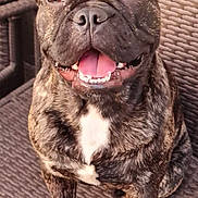 Baloo a rejoint le concours — aidez-le/la à gagner de superbes lots ! dog, french_bulldog, brindle, pet, animal, sitting, outdoor, chair, woven_chair, tongue_out, ears_up, happy, cute, closeup, portrait, paw, fur, canine, companion, domestic_animal