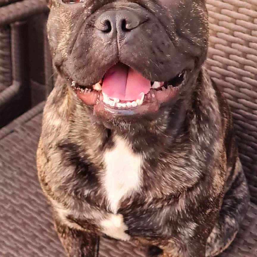 Baloo a rejoint le concours — aidez-le/la à gagner de superbes lots ! animal, brindle, canine, chair, closeup, companion, cute, dog, domestic_animal, ears_up, french_bulldog, fur, happy, outdoor, paw, pet, portrait, sitting, tongue_out, woven_chair