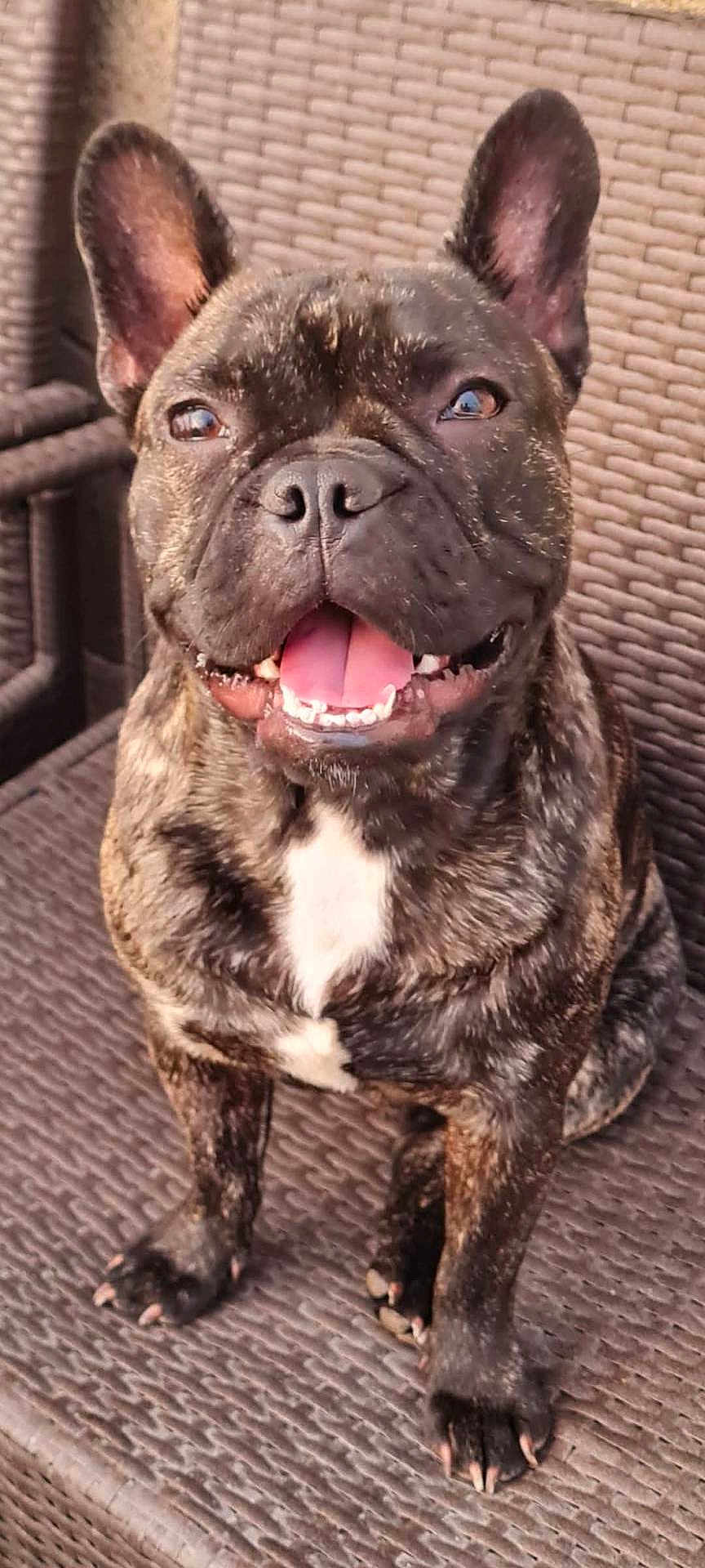 Baloo a rejoint le concours — aidez-le/la à gagner de superbes lots ! dog, french_bulldog, brindle, pet, animal, sitting, outdoor, chair, woven_chair, tongue_out, ears_up, happy, cute, closeup, portrait, paw, fur, canine, companion, domestic_animal