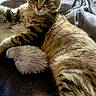 cat, tabby, feline, pet, indoor, blanket, plush_toy, fur, resting, cozy, soft, curious, striped, laying_down, comfort, warm_lighting, close_up, animal, whiskers, ears