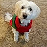 animal, carpet, companion, curious, cute, dog, domestic_animal, festive, fluffy, fur, green_sweater, indoor, looking_up, paws, pet, red_sweater, small_dog, sweater, tail, white_dog