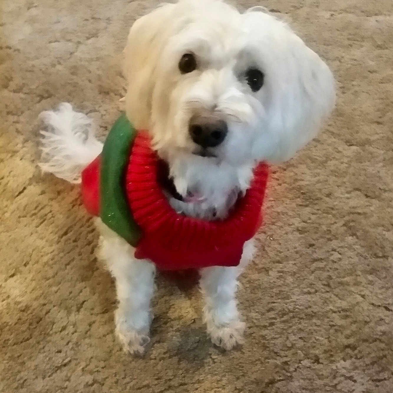 Maya