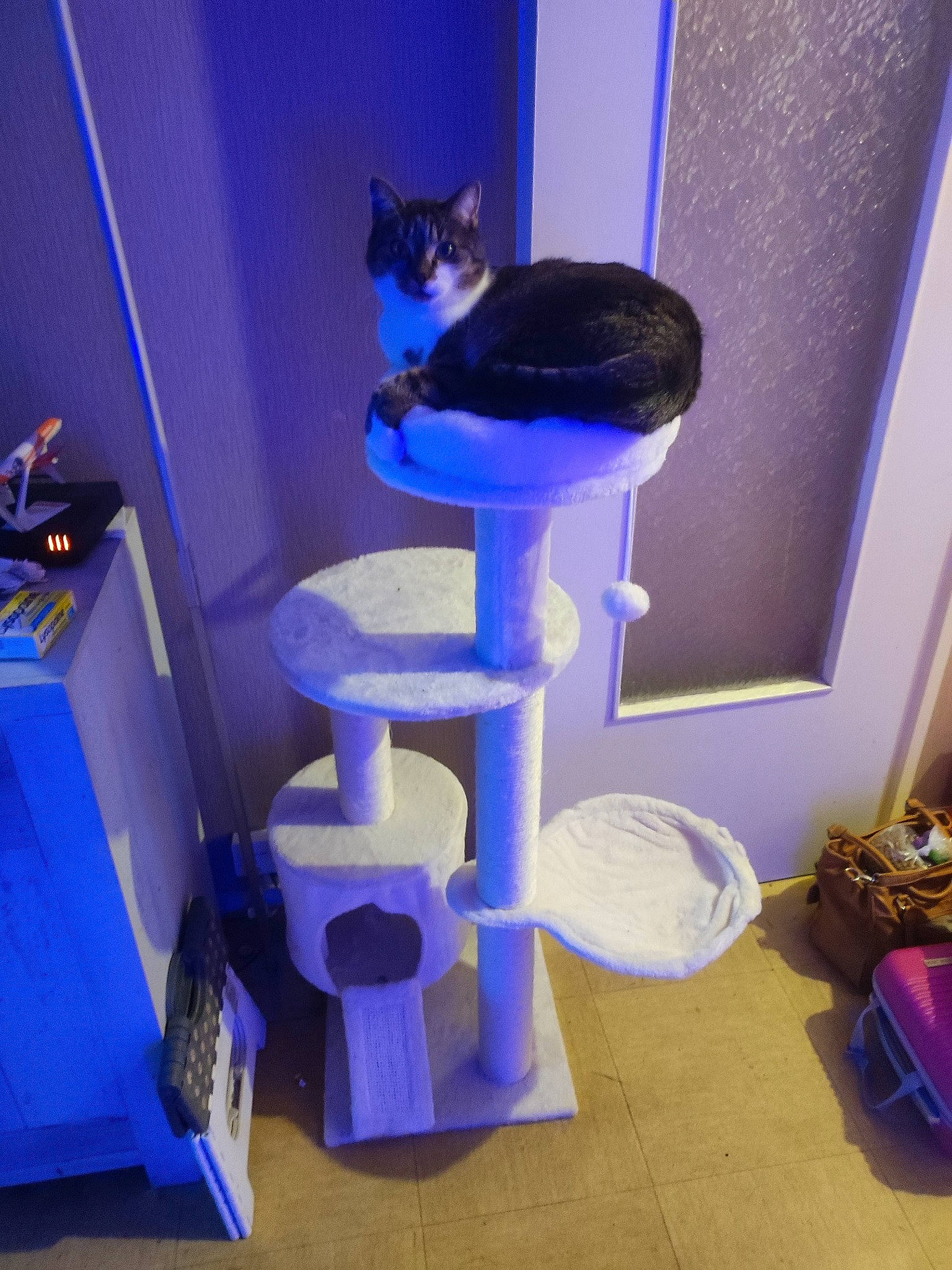 Choupi a rejoint le concours — aidez-le/la à gagner de superbes lots ! bag, blue, carnivore, cat, cat_supply, electric_blue, felidae, flooring, hardwood, luggage_and_bags, magenta, pet_supply, purple, room, shelving, small_to_medium_sized_cats, tail, whiskers