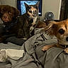 dog, cat, bed, blanket, indoor, pet, animal, furniture, brown_dog, calico_cat, small_dog, tissue, fan, television, curious, alert, lying_down, domestic, cozy, room