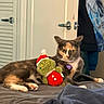 Missy Day is registered to the contest to win money with this photo: cat, calico_cat, plush_toy, grinch, bed, blanket, door, clothing, indoor, pet, fur, animal, resting, purple_tag, toy, feline, cute, cozy, household, relaxed