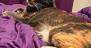 Missy Day joined the competition — help win amazing prizes! cat, calico_cat, feline, pet, indoor, purple_blanket, purple_curtain, relaxed, resting, fur, whiskers, paw, pink_paw_pad, bedroom, cozy, domestic_animal, sleepy, cute, animal, soft