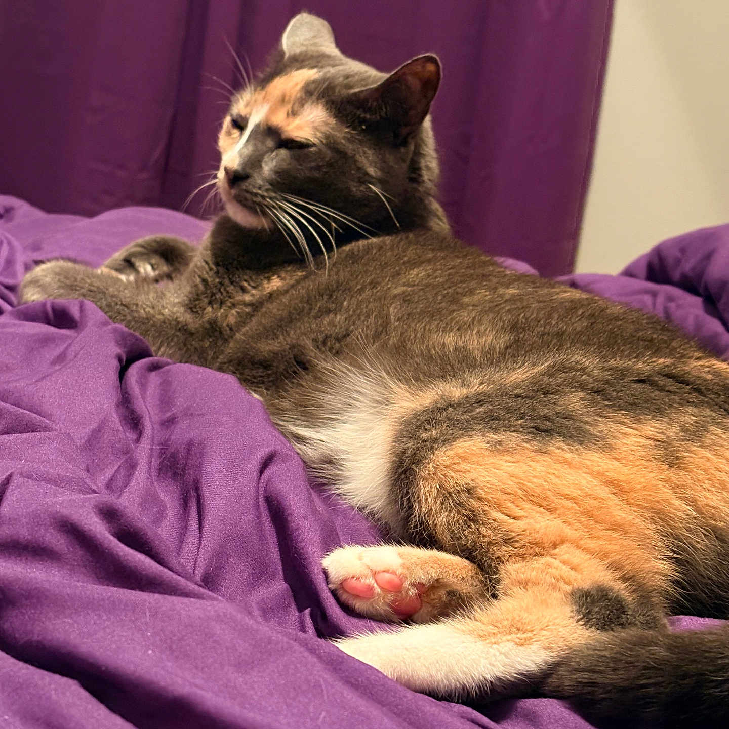 Missy Day joined the competition — help win amazing prizes! cat, calico_cat, feline, pet, indoor, purple_blanket, purple_curtain, relaxed, resting, fur, whiskers, paw, pink_paw_pad, bedroom, cozy, domestic_animal, sleepy, cute, animal, soft